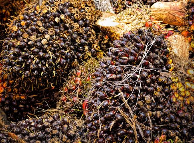 Malaysia - Palm oil